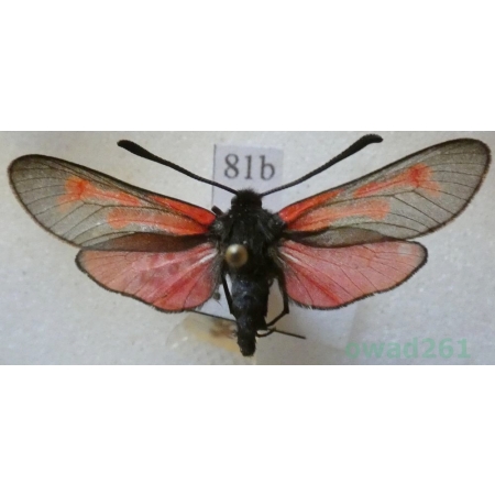 Zygaena minos (Denis & Schiffermüller, 1775) Kraśnik biedrzeniowiec Czech81b